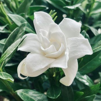 Ambientador Gardenia